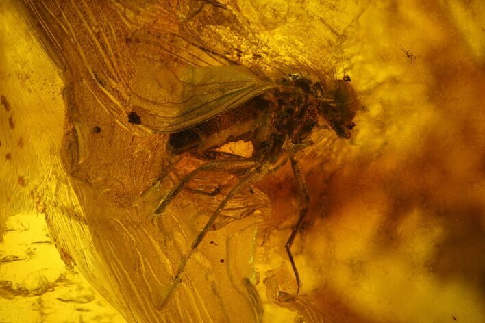 Fossil Fly (Diptera) In Baltic Amber #183640